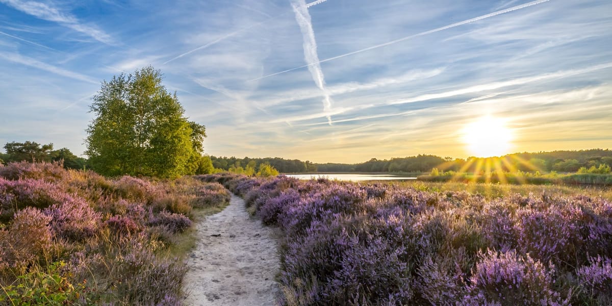 Programmamanager Huisvesting Nieuwkomers