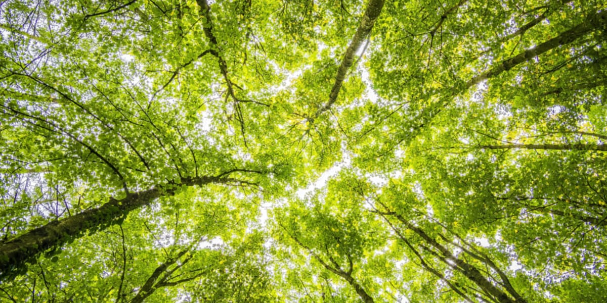 Mindfullwandeling - rust en herstel in de natuur