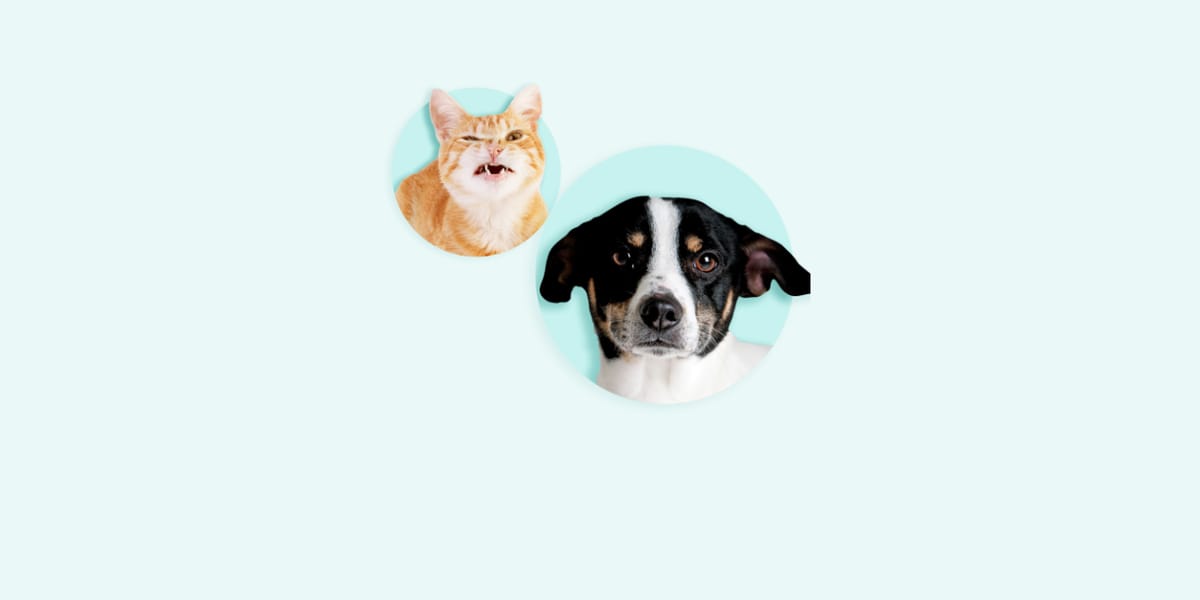 Dierenbescherming