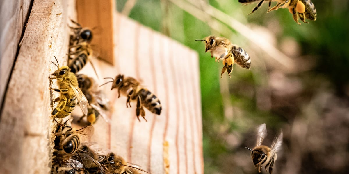 Wat jij van honingbijen kunt leren over samenwerking - de natuur in met een imker!