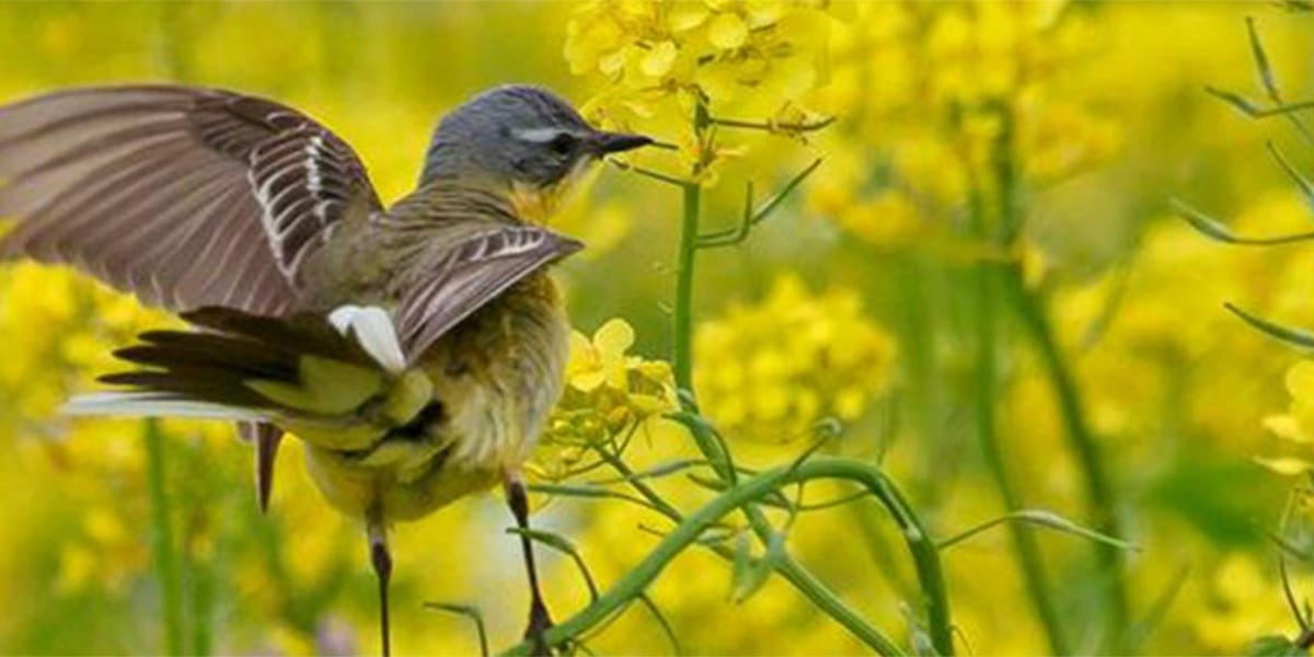 Adviseur Ecologie