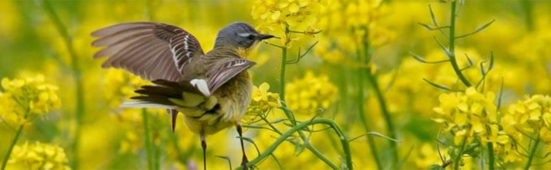 Adviseur Ecologie